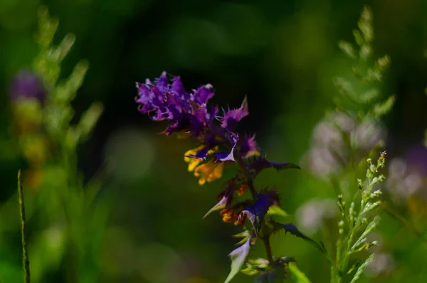 Yellow Purple Melampyrum Nemorosum Flowers Blooming Sunny Meadow Close —  Fotos de Stock