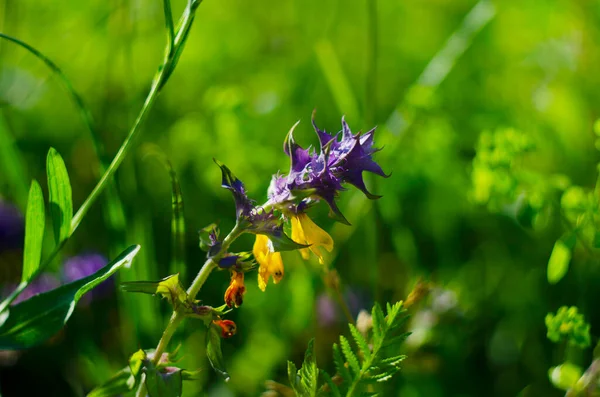 Yellow Purple Melampyrum Nemorosum Flowers Blooming Sunny Meadow Close —  Fotos de Stock