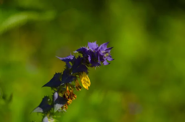 상향적 꽃들이 가까이 양지바른 초원에서 피어나고 — 스톡 사진