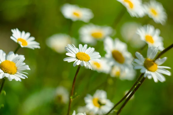 Campo Flores Camomila Camomila Natureza Campo Camomilas Dia Ensolarado Natureza — Fotografia de Stock