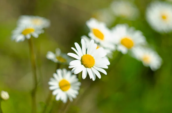 Campo Flores Camomila Camomila Natureza Campo Camomilas Dia Ensolarado Natureza — Fotografia de Stock