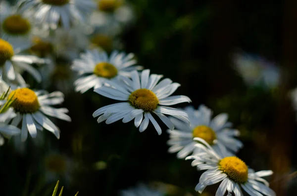 Campo Flores Camomila Camomila Natureza Campo Camomilas Dia Ensolarado Natureza — Fotografia de Stock