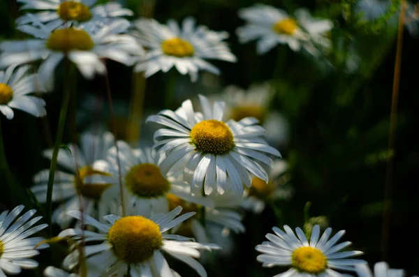 Pole Kwiatów Rumianku Rumianek Naturze Pole Rumianku Słoneczny Dzień Łonie — Zdjęcie stockowe