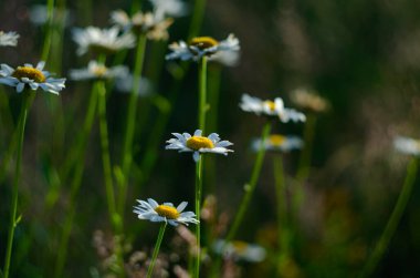 Papatya çiçeği tarlası. Doğada papatya çayı. Doğada güneşli bir günde papatya tarlası. Yaz günü papatya çiçekleri. Papatya çiçeği tarlası güneş ışığında geniş bir arkaplan