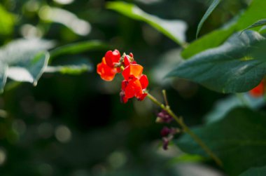 Fasulyelerin üzerinde büyüyen fasulyeler, fasulyelerin üzerinde çiçekler, bitkilerin üzerinde tatlı bezelyeler..