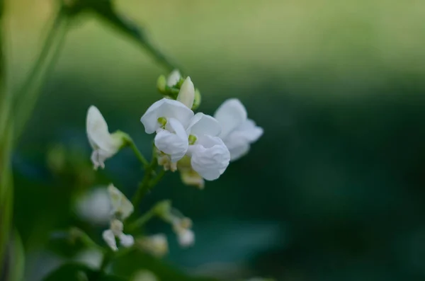 Fasulyelerin Üzerinde Büyüyen Fasulyeler Fasulyelerin Üzerinde Çiçekler Bitkilerin Üzerinde Tatlı — Stok fotoğraf