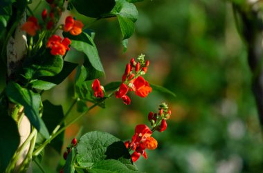 Fasulyelerin üzerinde büyüyen fasulyeler, fasulyelerin üzerinde çiçekler.