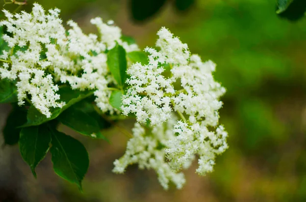 Sambucus European Black Elder Shrub Bloom Group Small Flowering Elderberry — Foto de Stock