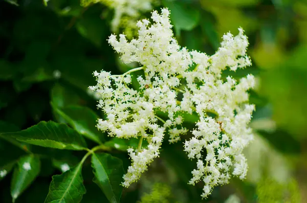 Sambucus European Black Elder Shrub Bloom Group Small Flowering Elderberry — Stock Photo, Image