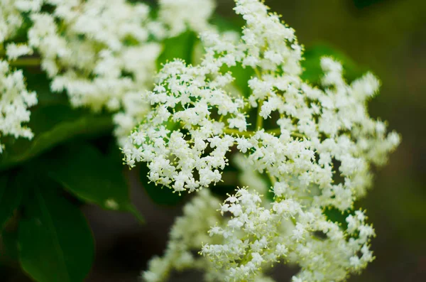 Sambucus Europeu Preto Mais Velho Arbusto Flor Grupo Pequenas Flores — Fotografia de Stock
