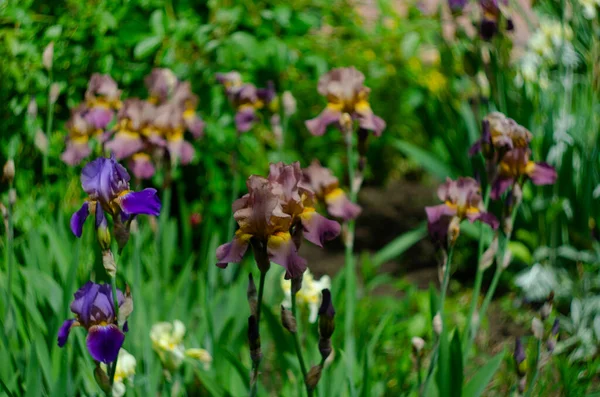 Close Purple Iris Flowers Lot Irises Large Cultivated Flowers Bearded — Stockfoto