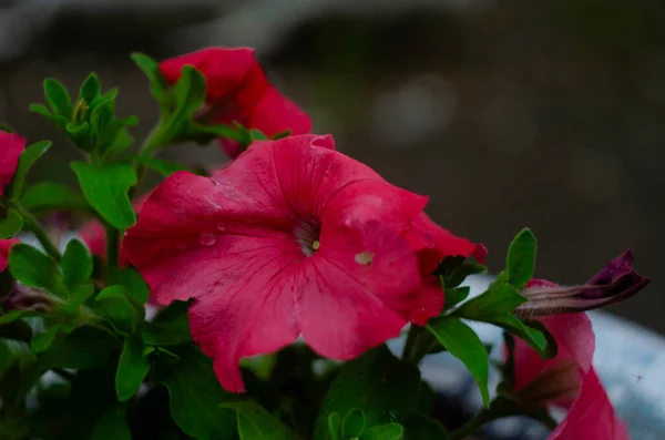 Petunia Garden Petunia Pot Petunia Blurred Background Close — 스톡 사진