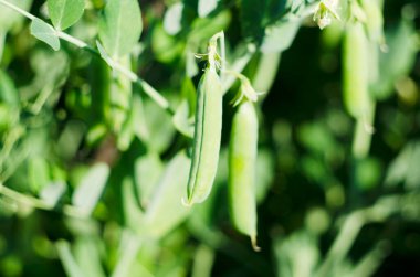 Bahçede yeşil bezelyeler yetişiyor. Güzel, taze bezelye ve bezelye kabukları. Sağlıklı yiyecekler. Bahçedeki bezelye bitkilerinin üzerindeki taze, yeşil bezelye kabuklarına odaklan. Açık havada bezelye yetiştirmek ve