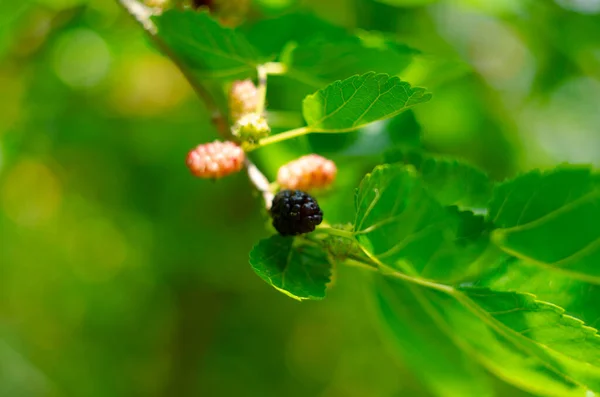 Fruto Morera Negra Morera — Foto de Stock