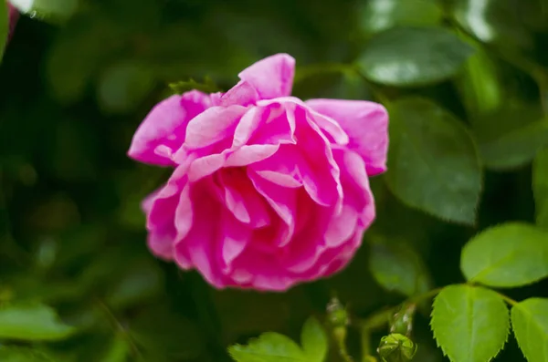 Bunch Rosy Roses Isolated Garden — Stock fotografie