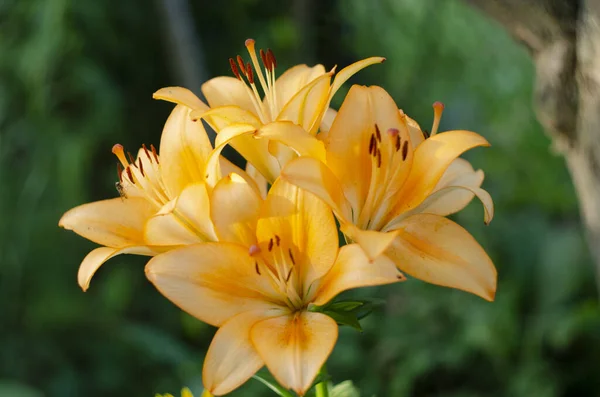 Közelkép Gyönyörű Élénk Narancssárga Tigris Liliom Virágzás Nyáron — Stock Fotó