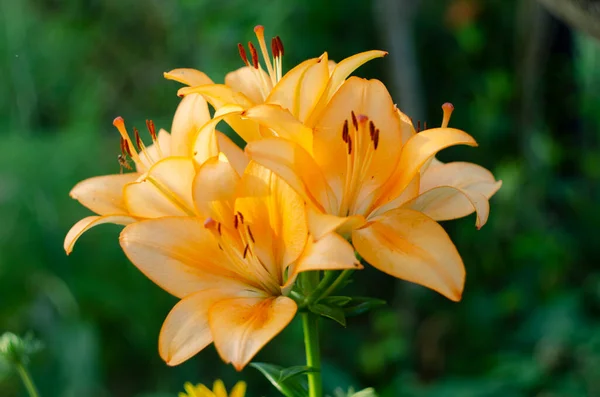 Primer Plano Hermosa Vibrante Flor Lirio Tigre Naranja Verano —  Fotos de Stock