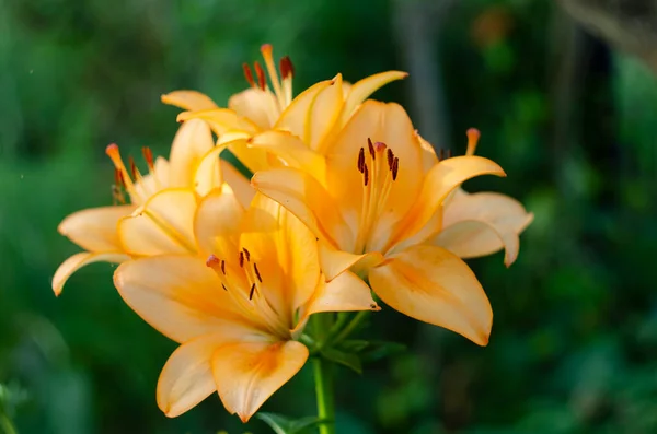 Closeup Beautiful Vibrant Orange Tiger Lily Blossom Summer — Fotografia de Stock