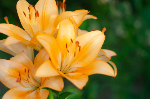 Closeup Beautiful Vibrant Orange Tiger Lily Blossom Summer — 스톡 사진