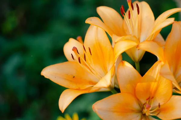 Fechar Bonito Vibrante Flor Lírio Tigre Laranja Verão — Fotografia de Stock
