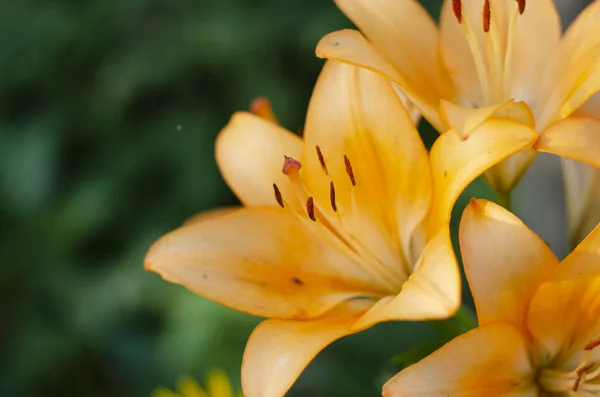 Detailní Záběr Krásné Pulzující Oranžové Lilie Tygří Květ Létě — Stock fotografie