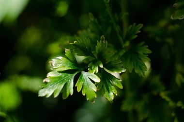 Maydanozun arka planı. Bahçede taze organik maydanoz yetişiyor. Maydanoz yapraklarının yeşil arkaplanı, yukarıdan yakın görünüm.