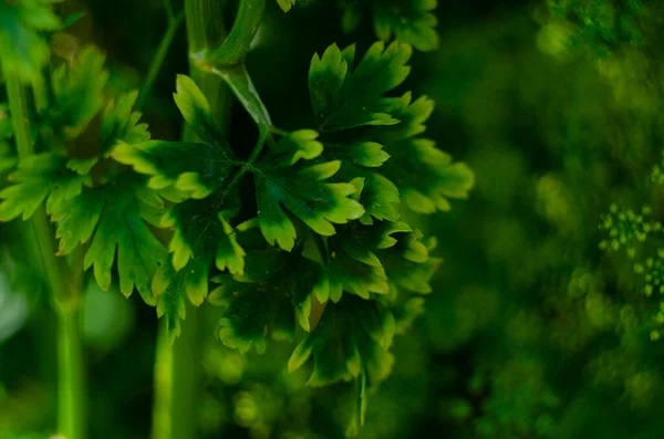 Hintergrund Der Petersilie Frische Bio Petersilie Wächst Garten Freien Grüner — Stockfoto