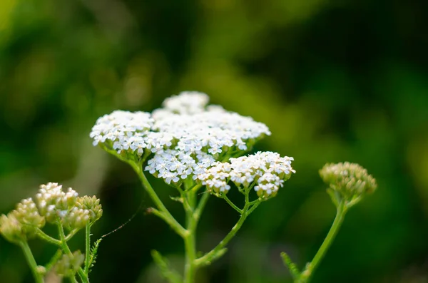 Milfoil çayır makro fotoğraf çiçeklenir. Tıbbi bitki, Achillea millefolium, civanperçemi veya burun kanaması bitki