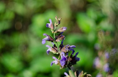 Cleveland Sage, Salvia Clevelandii, güzel, aromatik bir adaçayı türü, California 'ya özgü, yakın plan.