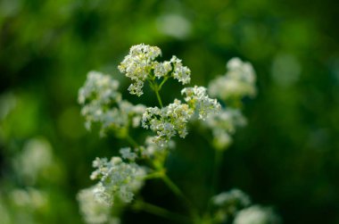 Galium mollugo, Rubiaceae familyasına ait otçul bir bitki türü. Küçük beyaz çitli karyola çiçekleri ya da sahte bebek nefesi
