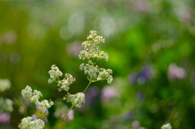 Galium mollugo, Rubiaceae familyasına ait otçul bir bitki türü. Küçük beyaz çitli karyola çiçekleri ya da sahte bebek nefesi
