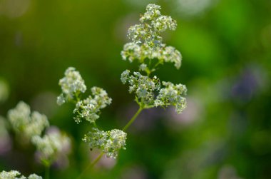 Galium mollugo, Rubiaceae familyasına ait otçul bir bitki türü. Küçük beyaz çitli karyola çiçekleri ya da sahte bebek nefesi
