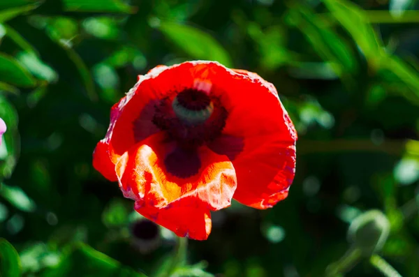Poppy flower or papaver rhoeas poppy with the light. Flowers poppies blossom on wild field. Remembrance day concept.