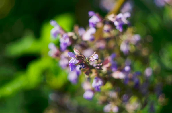 Cleveland Sage Salvia Clevelandii Beautiful Highly Aromatic Species Sage Native — Stock Photo, Image