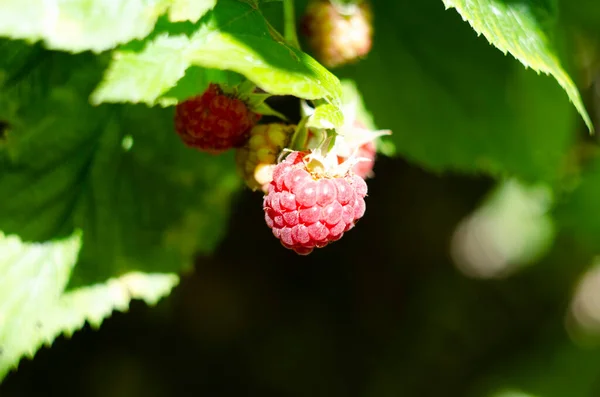 Red Raspberry Garden Branch Ripe Raspberries Closeup Red Raspberries Green — Foto de Stock