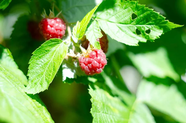 Red Raspberry Garden Branch Ripe Raspberries Closeup Red Raspberries Green — Foto de Stock