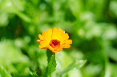 Calendula Officinalis Flower, also known as pot marigold, common marigold, ruddles, Mary's gold or Scotch marigold