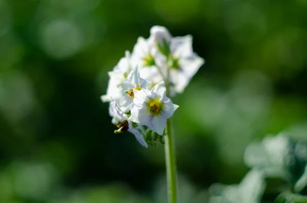 Flowering potato. Potato flowers blossom in sunlight grow in plant. White blooming potato flower on farm field. Close up organic vegetable flowers blossom growth in garden. Not Genetically engineered.