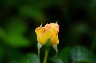 Bahçede çay gülü. Güneşin altında güzel bir gül. Turuncu pembe çiçek buketi yakından. Sarı bahçe çayı, bir yaz bahçesindeki çalıların üzerinde gülü. Yaz bahçesinde portakal çiçeği