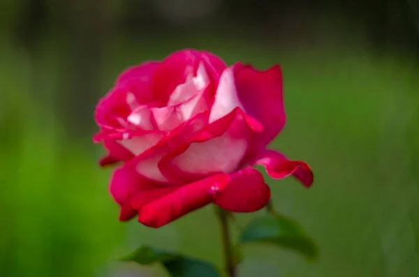 Una Bella Rosa Rosa Intenso Che Cresce Giardino — Foto Stock