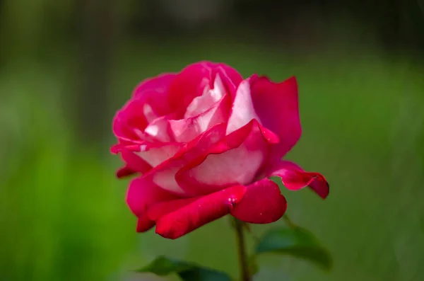 Krásná Tmavě Růžová Růže Rostoucí Zahradě — Stock fotografie