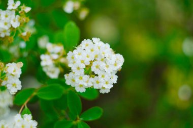 Spiraea ya da spirea genellikle çayır tatlısı ya da çan kulesi çalısı olarak bilinir.