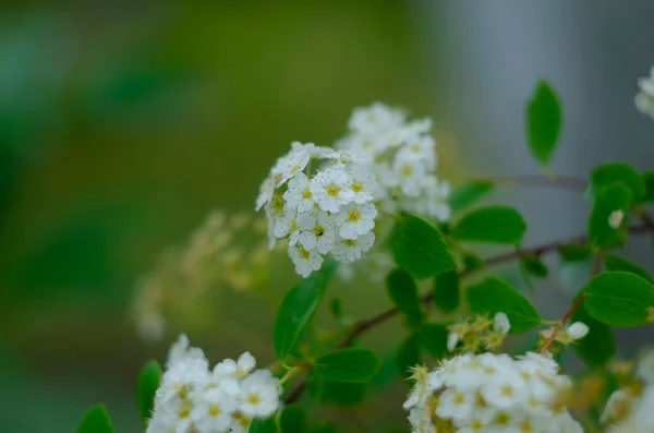 Spiraea Spirea Commonly Known Meadowsweets Steeplebushes Close — Stock Photo, Image