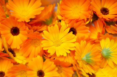 Calendula. Calendula officinalis. Calendula çiçeği ve tomurcukları izole edilmiş. Marigold arkaplanı.