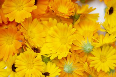 Calendula. Calendula officinalis. Calendula çiçeği ve tomurcukları izole edilmiş. Marigold arkaplanı.