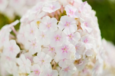 Pembe bir phlox paniculata cultivar 'Flamingo' çiçeğinin yakın plan fotoğrafı.