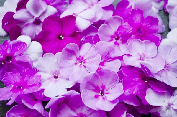 Close Pink Phlox Paniculata Cultivar Flamingo Flower Background — Fotografia de Stock