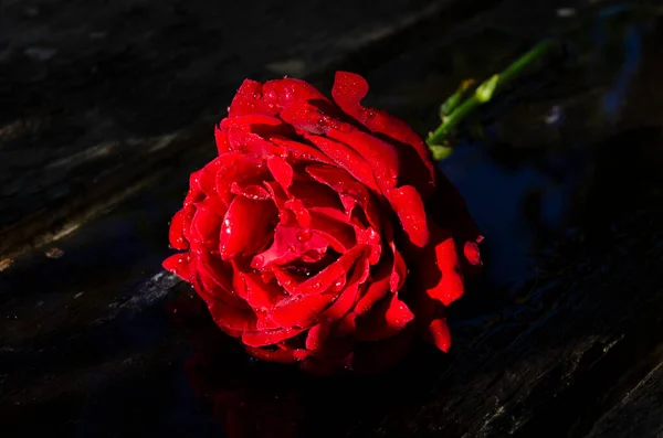 Красива Рожева Троянда Дерев Яному Столі Водою — стокове фото