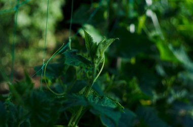 Çiçek açan sarı domates çiçekleri, yakın plan. Yeşil yaprakların arasında sarı domates çiçekleri ve uzun ince yapraklar çiçek açtı. Yayınlamak için çiçek açan domates, poster, ekran koruyucu, duvar kağıdı, kartpostal