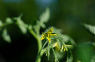 Çiçek açan sarı domates çiçekleri, yakın plan. Yeşil yaprakların arasında sarı domates çiçekleri ve uzun ince yapraklar çiçek açtı. Yayınlamak için çiçek açan domates, poster, ekran koruyucu, duvar kağıdı, kartpostal